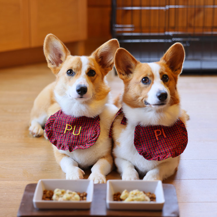 ワンちゃんと(秋バージョン)・・・